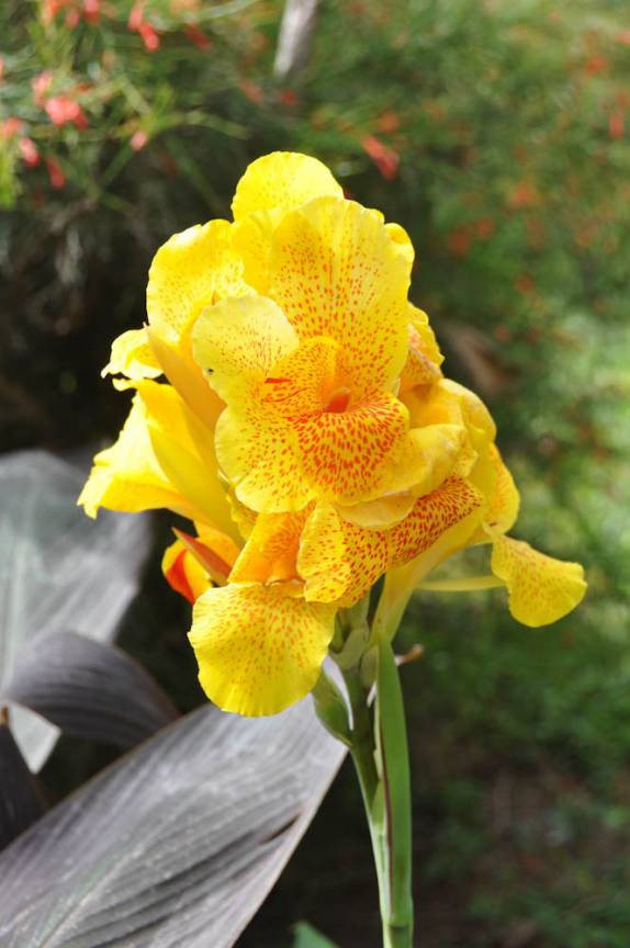 Flôres no hotel Florida, em Filadelfia - Paraguai